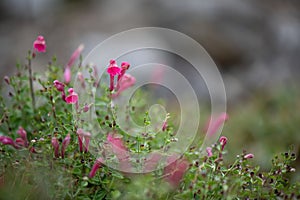 Skullcap, Scutellaria suffrutescens, rose-red flowers, Mexico photo